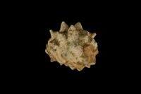 藏品(紫口岩螺)的圖片